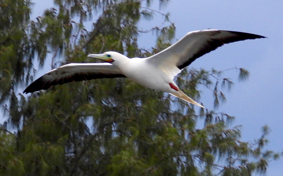 Сула червононога - ML647167245