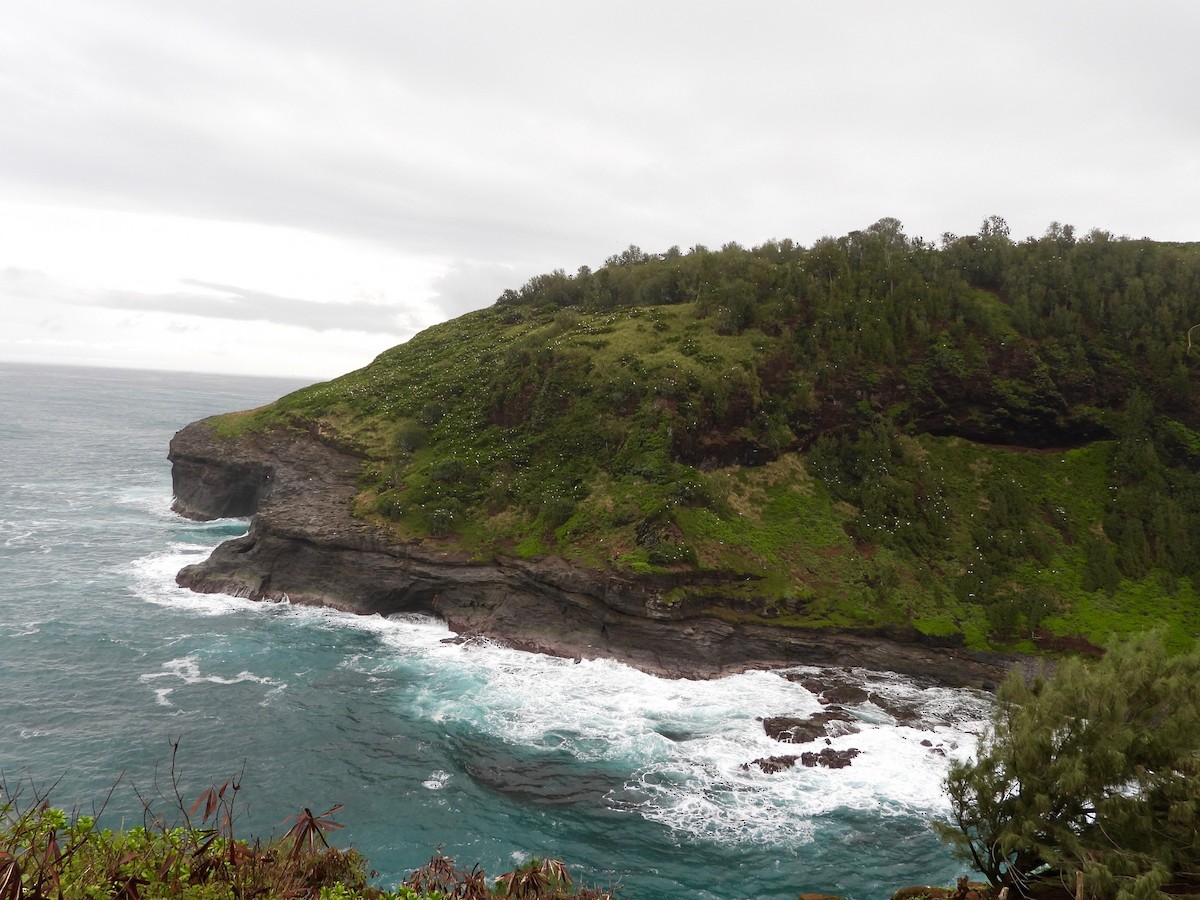 Сула червононога - ML647167246