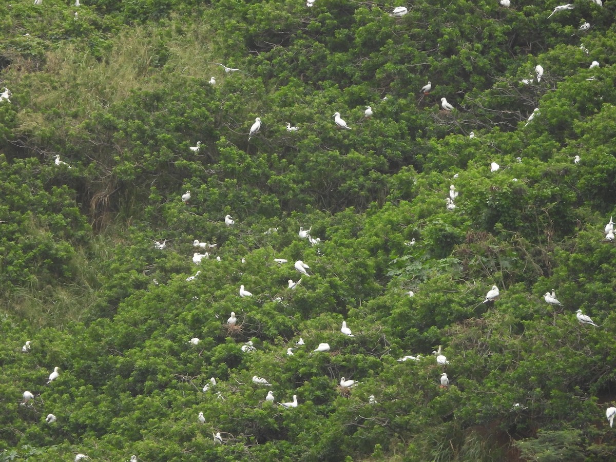 Сула червононога - ML647167247