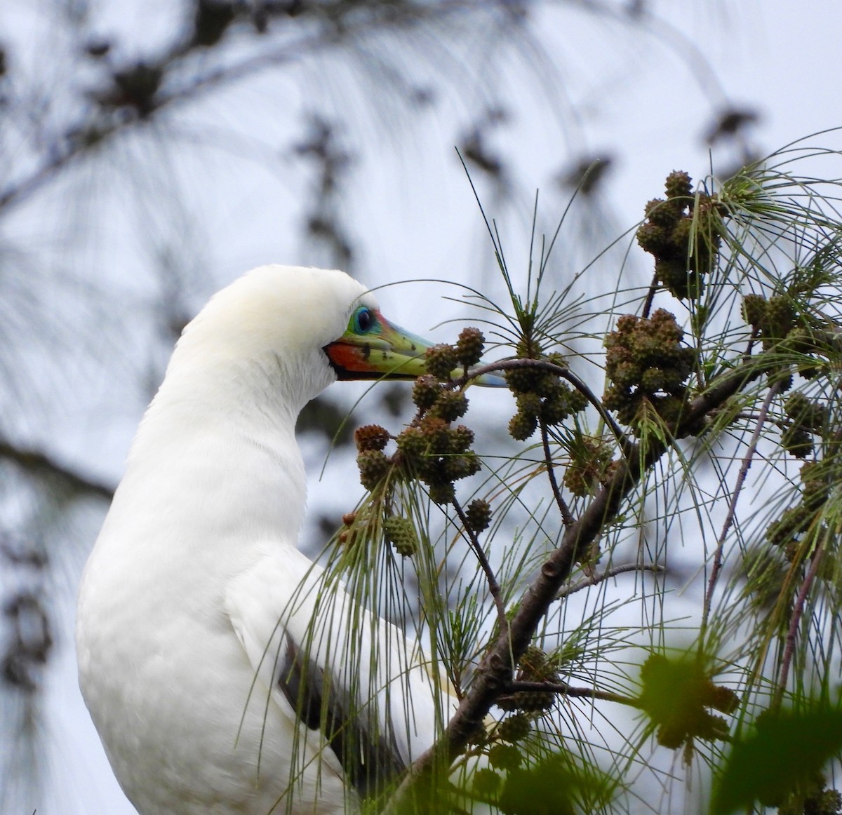Сула червононога - ML647167248