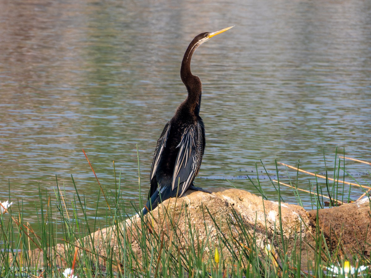 Oriental Darter - ML647167258