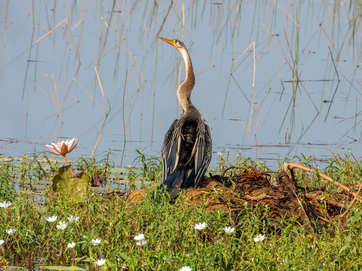 Oriental Darter - ML647167259