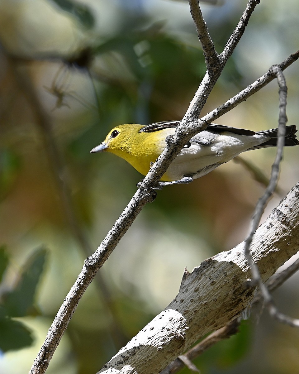 Yellow-throated Vireo - ML647167261
