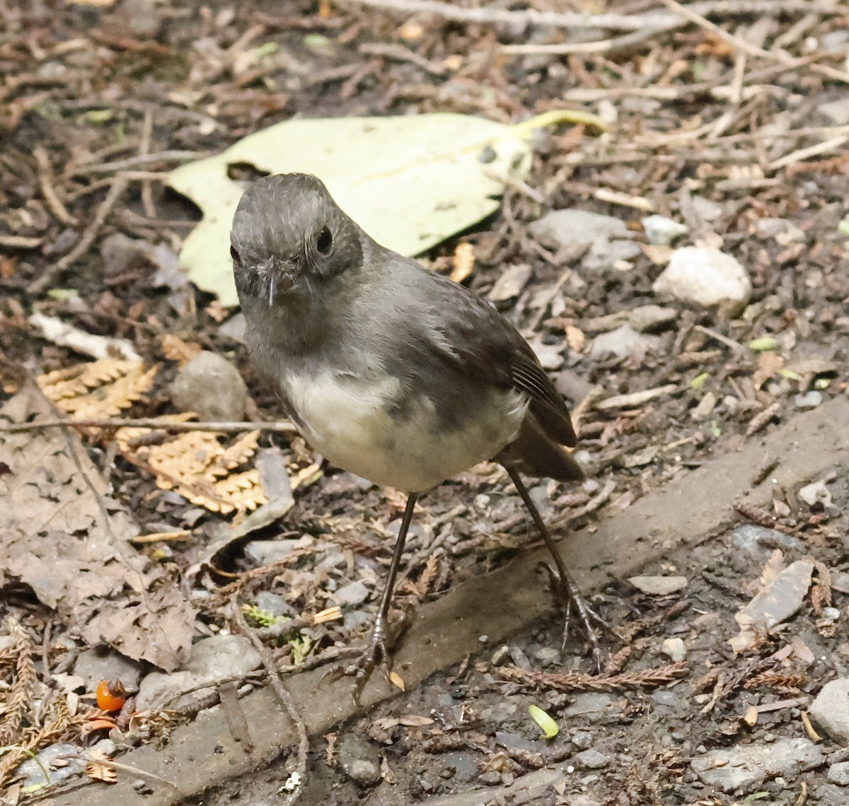 Тоутоваї білолобий - ML647167268