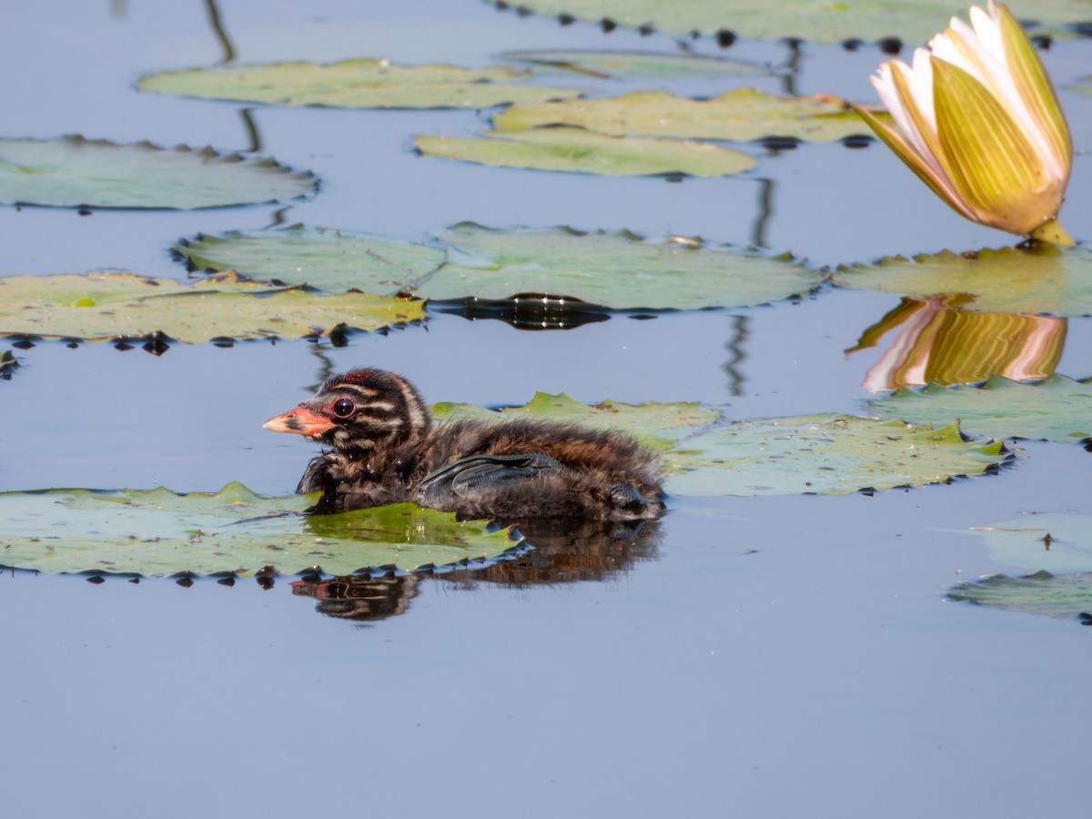 Little Grebe - ML647167281