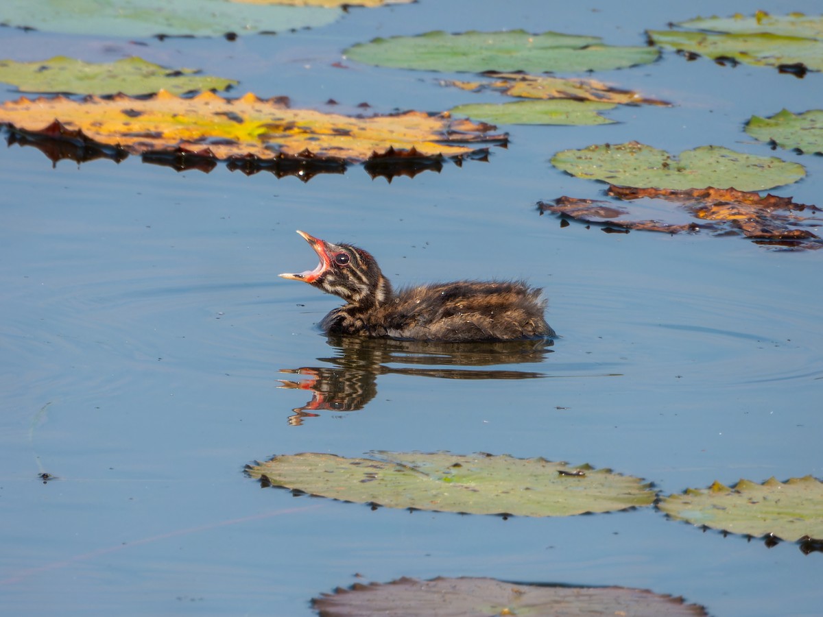 Little Grebe - ML647167282