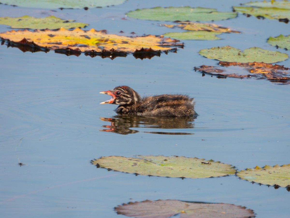 Little Grebe - ML647167283