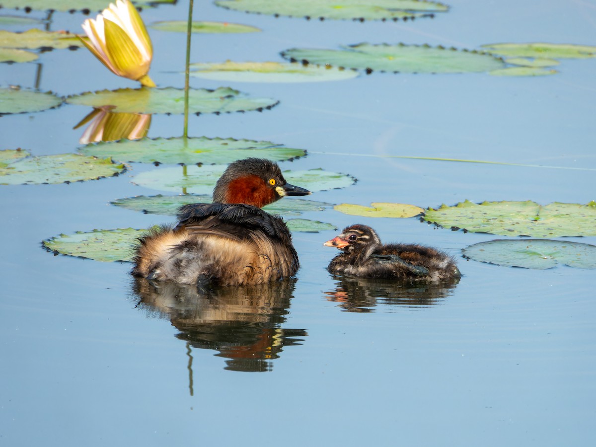 Little Grebe - ML647167284