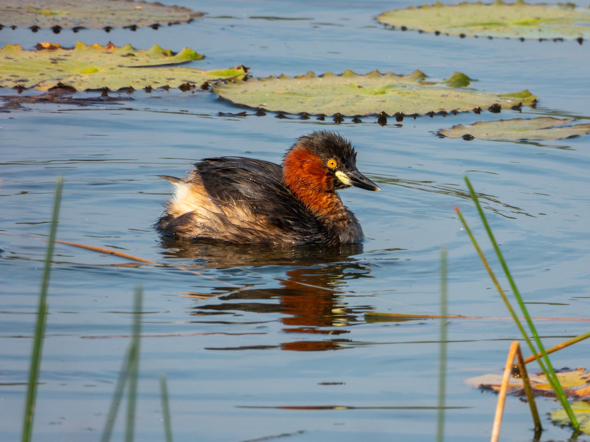Little Grebe - ML647167285