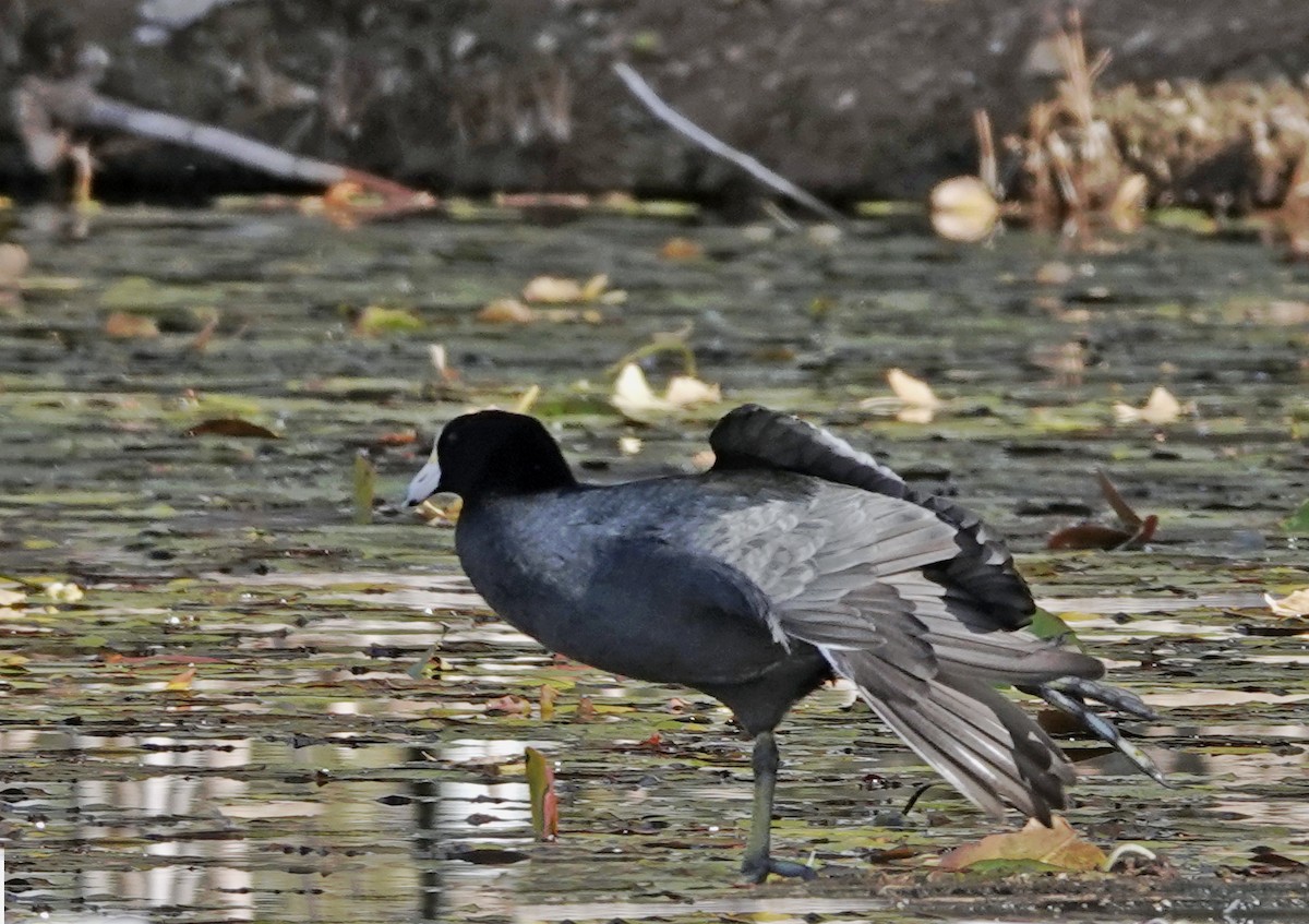 Лиска американська - ML647167298