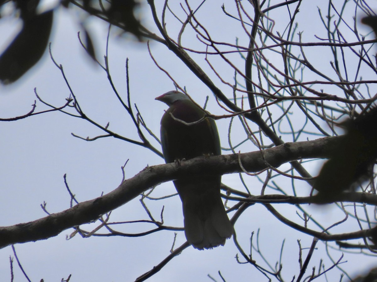 Wompoo Fruit-Dove - ML647167303