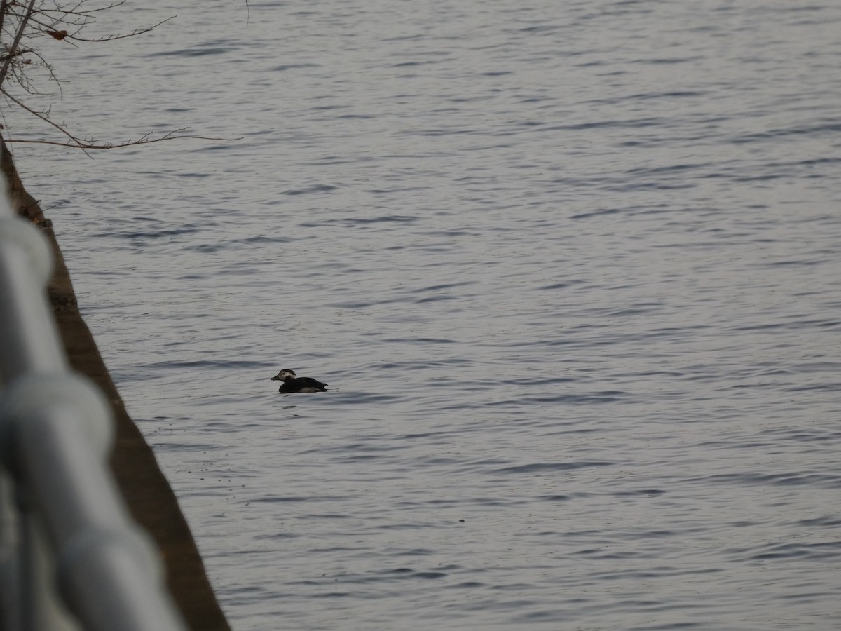 コオリガモ - ML647167305