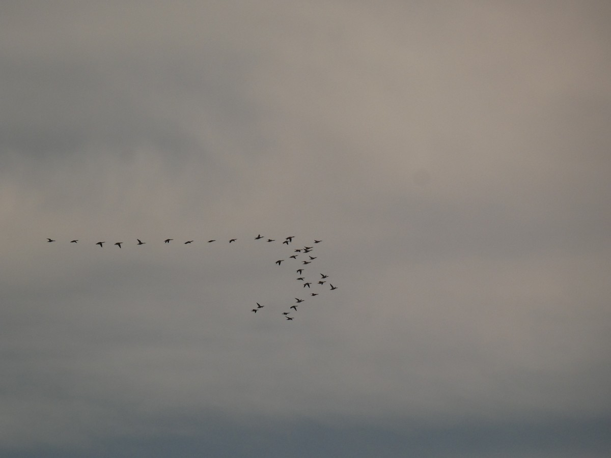 カワアイサ - ML647167306