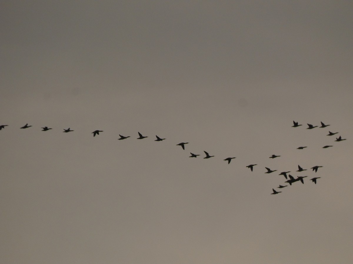 カワアイサ - ML647167310