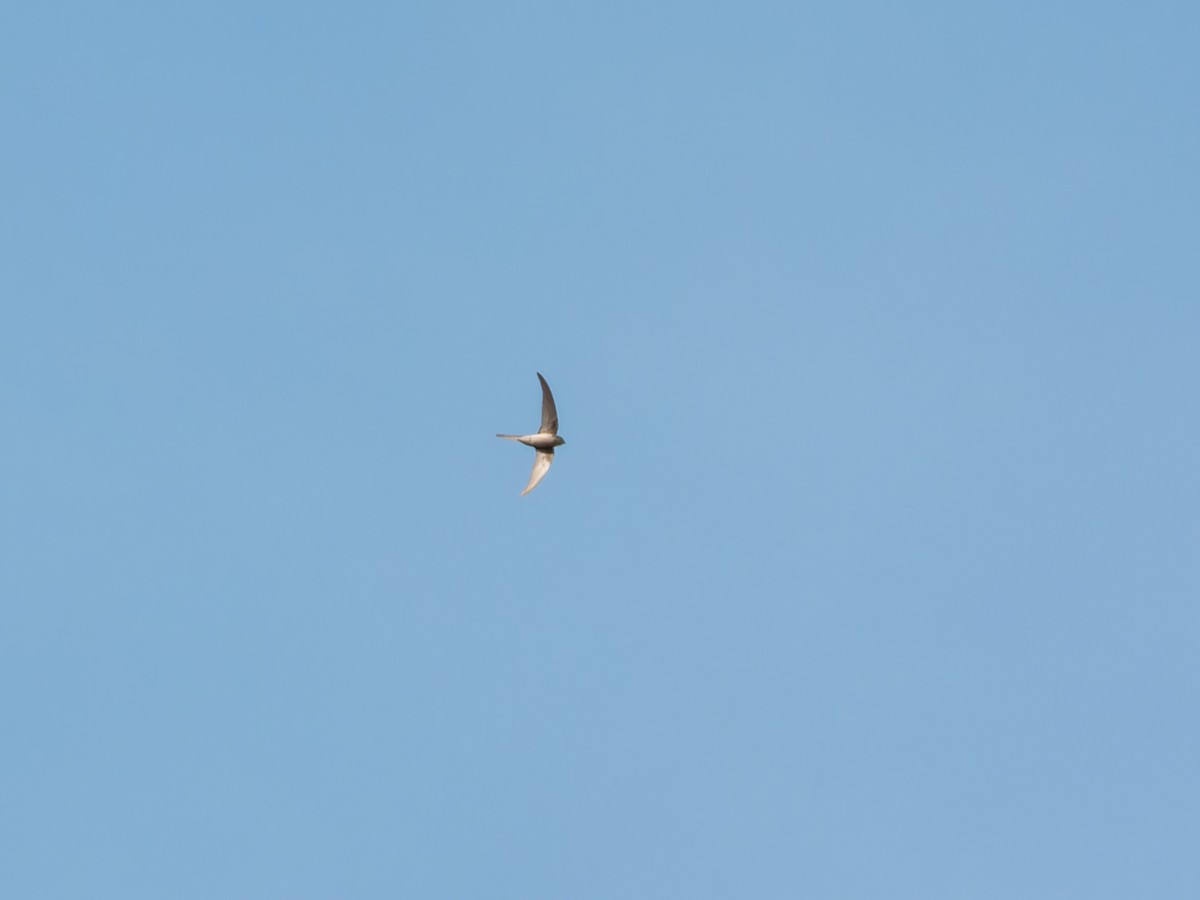 asiapalmeseiler - ML647167321