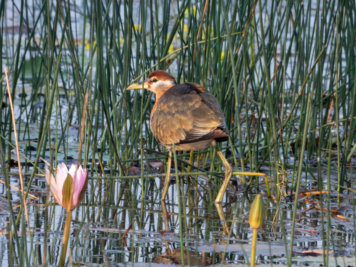 Бронзовокрылая якана - ML647167323