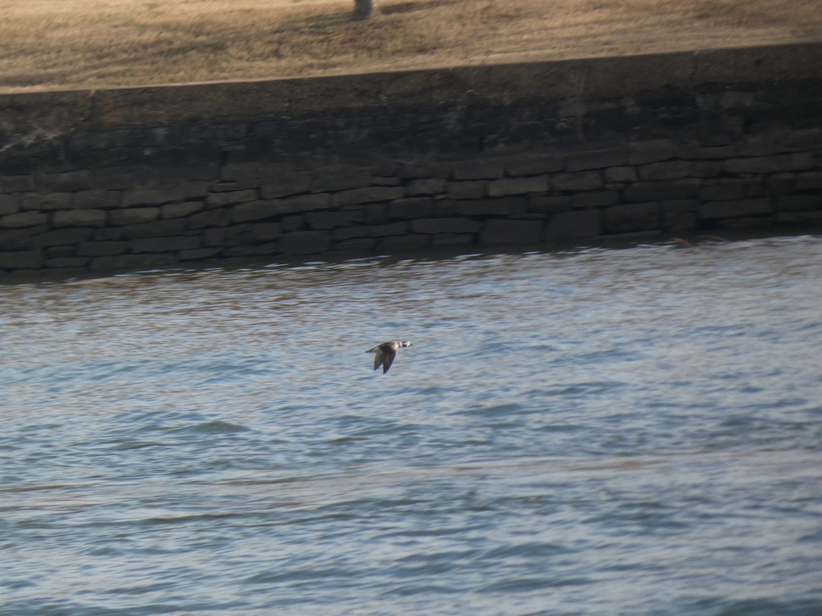 コオリガモ - ML647167324