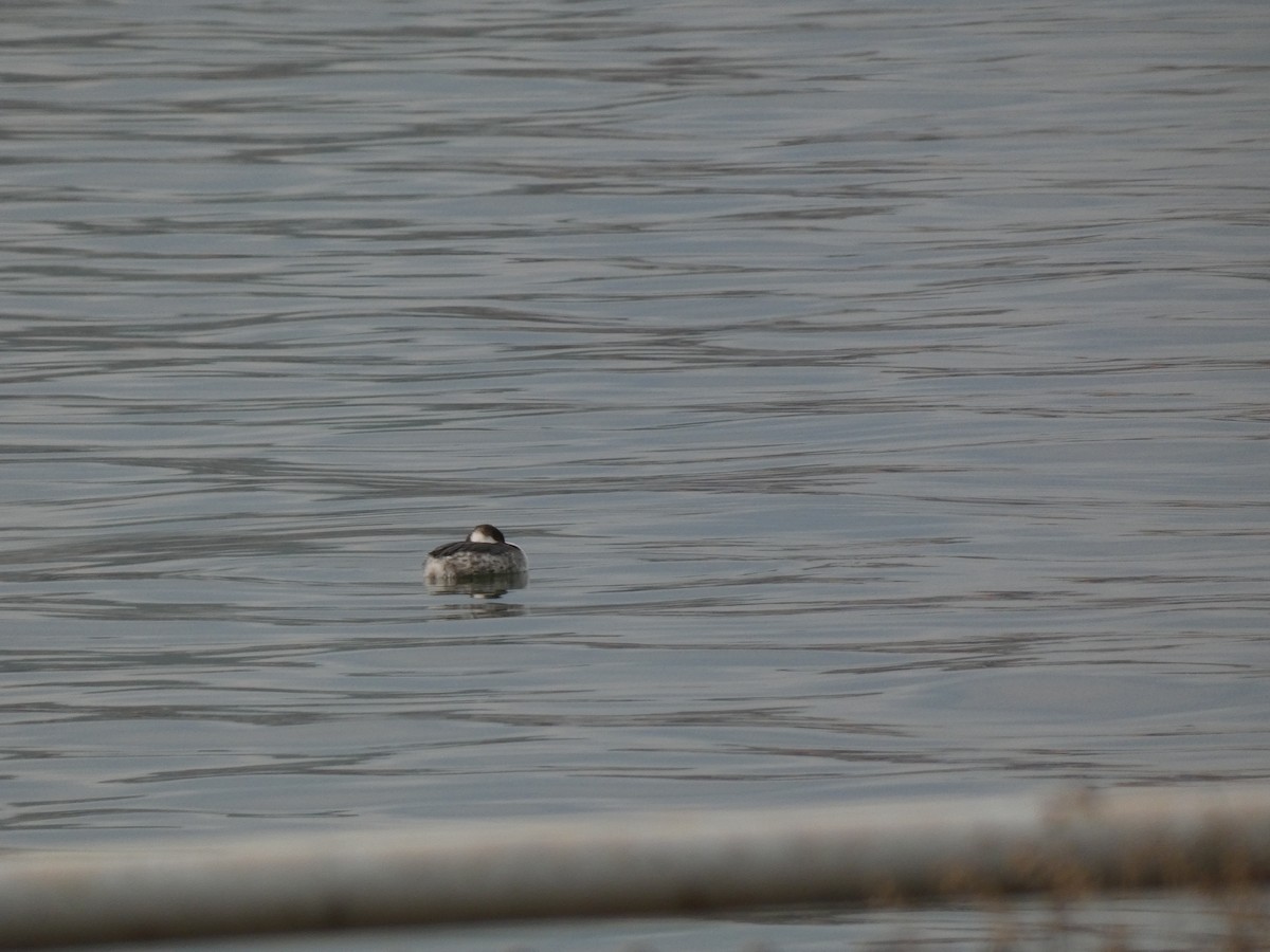 ミミカイツブリ - ML647167325