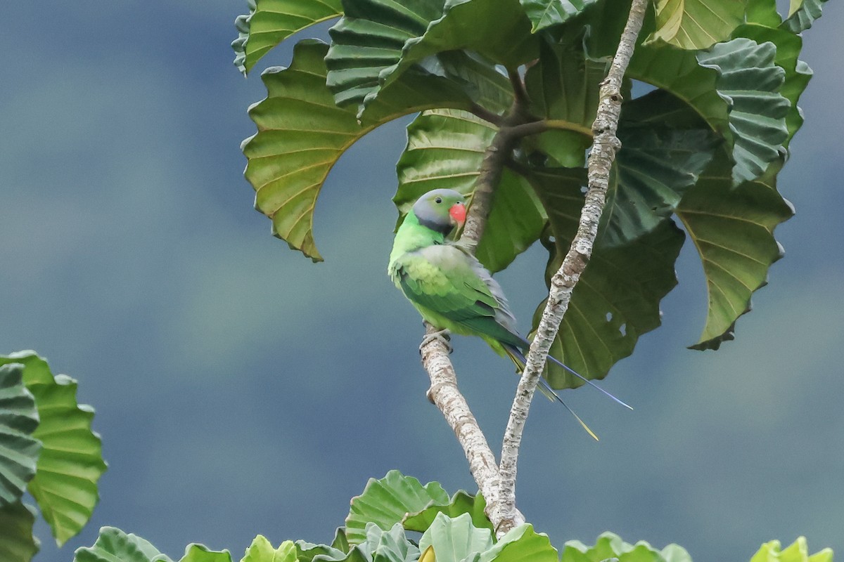 alexandr smaragdový - ML647167330