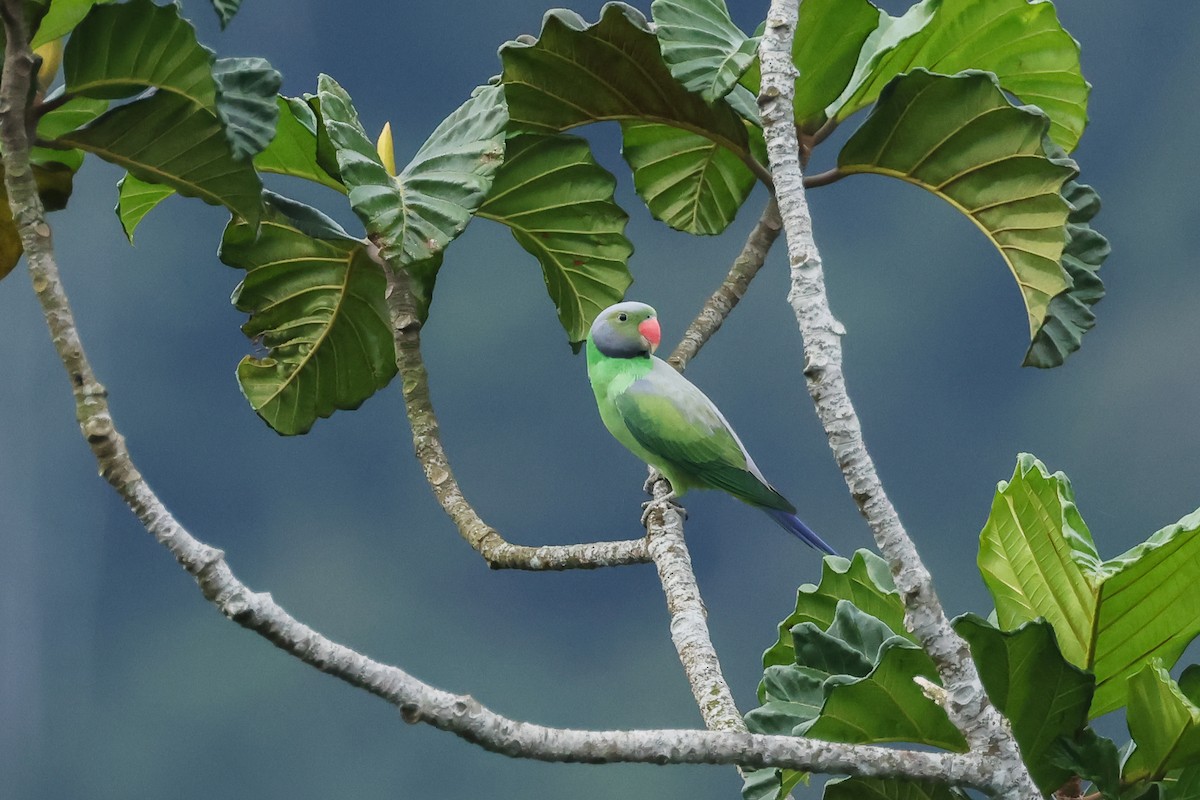 alexandr smaragdový - ML647167331