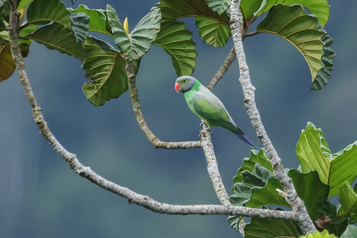 alexandr smaragdový - ML647167332