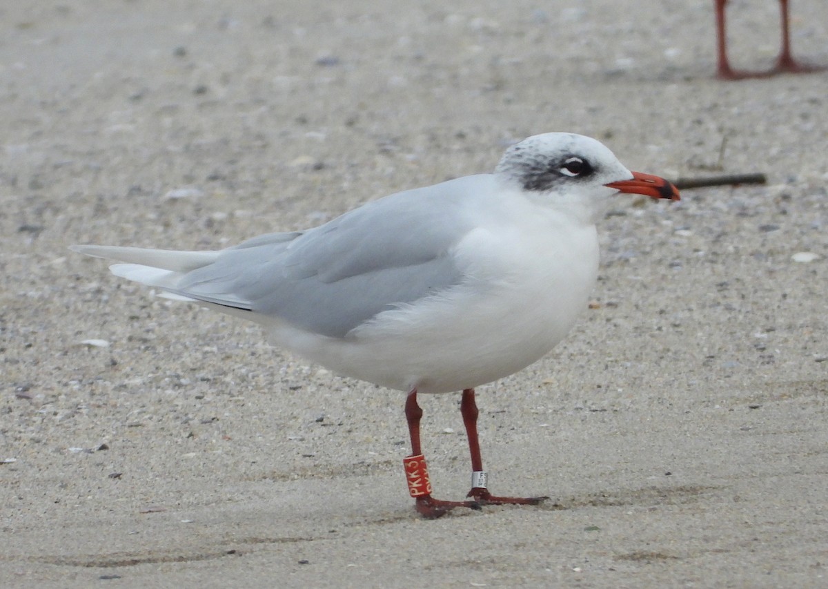 Mediterranean Gull - ML647167339
