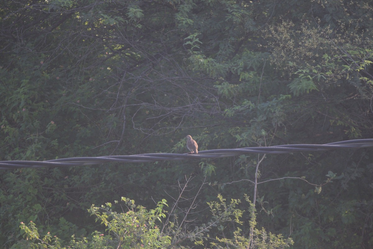 Серый турач - ML647167342