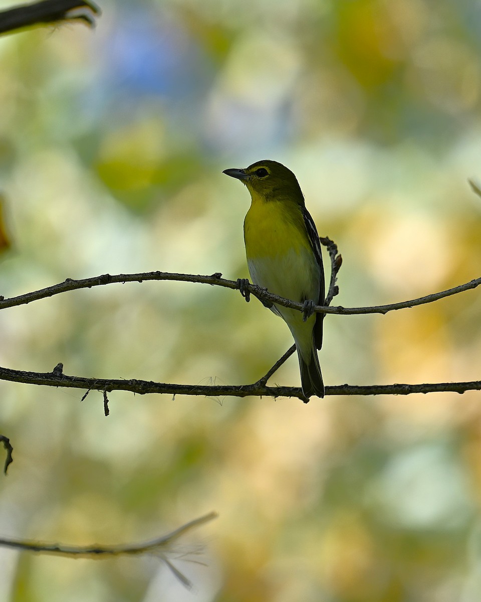 Yellow-throated Vireo - ML647167348