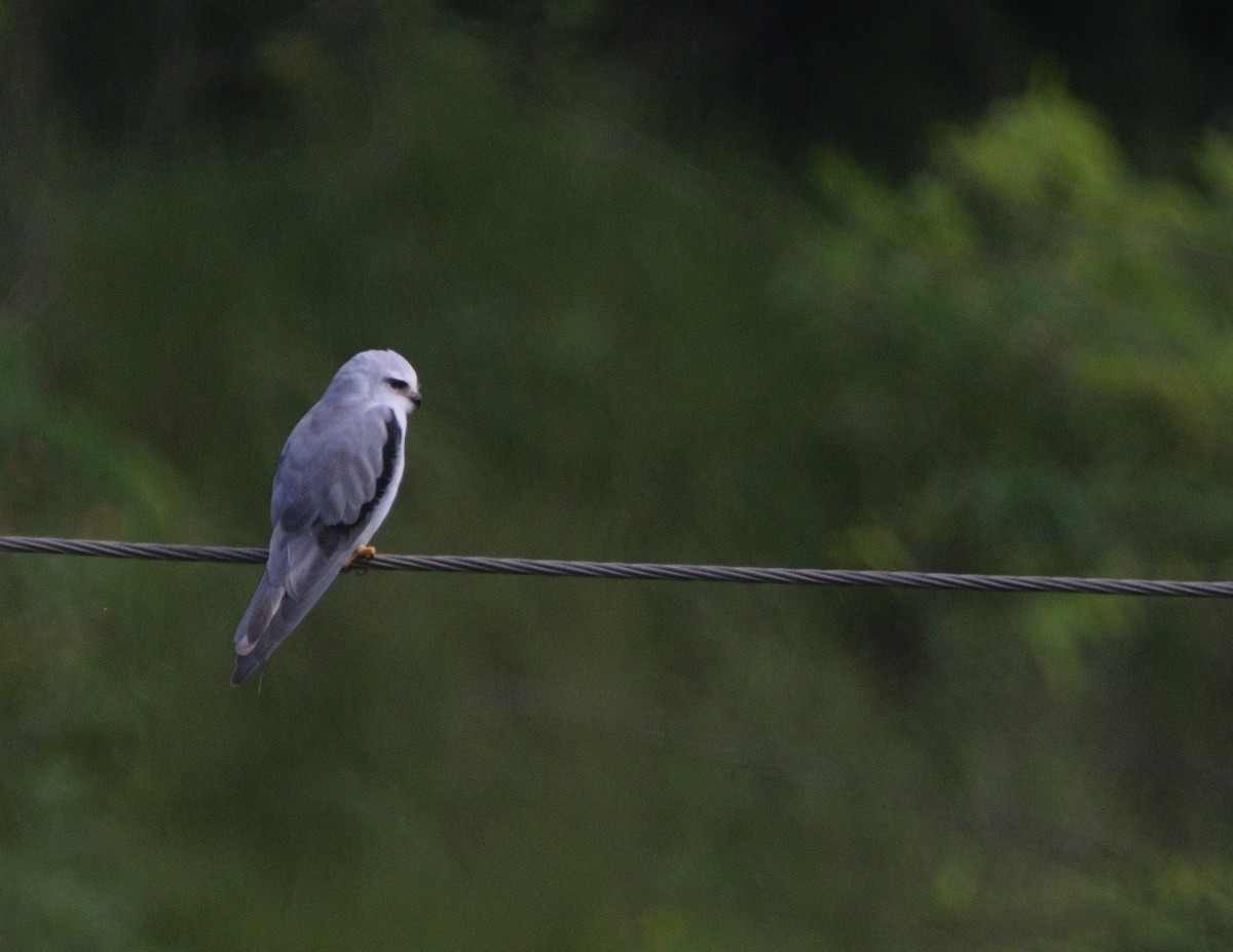 Дымчатый коршун - ML647167349