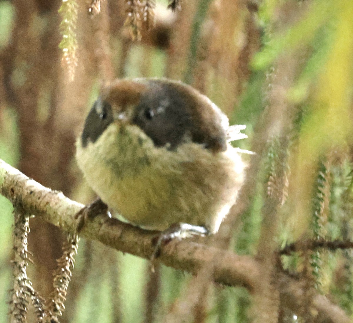 Могуа новозеландський - ML647167350