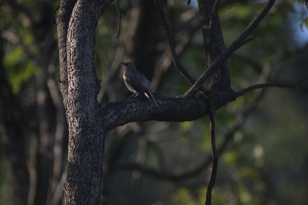 Большая дроздовка - ML647167355