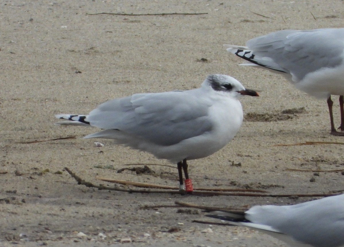Mediterranean Gull - ML647167359