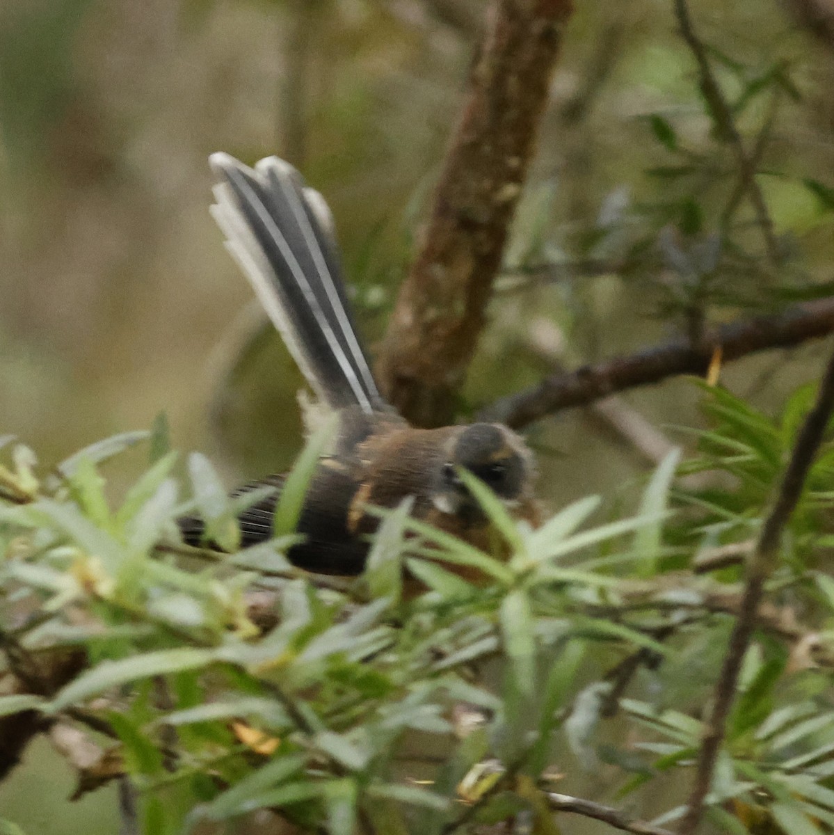 Віялохвістка новозеландська - ML647167362