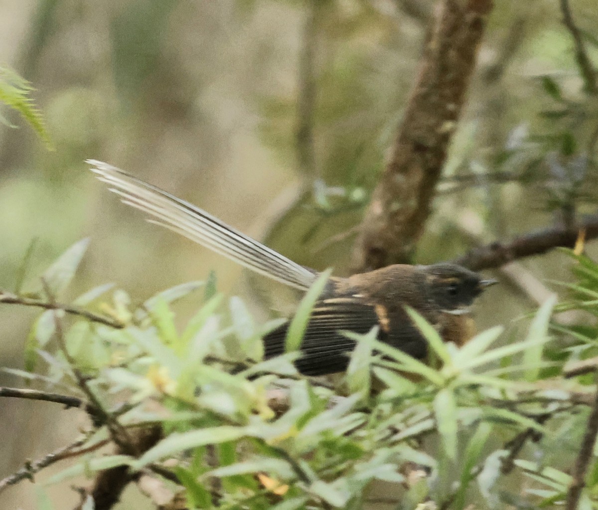 Віялохвістка новозеландська - ML647167363