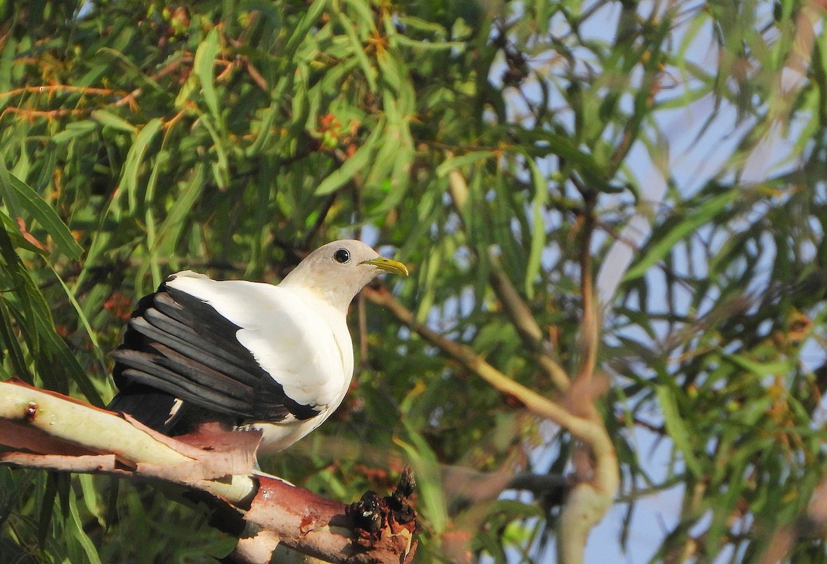 Torresian Imperial-Pigeon - ML647167365