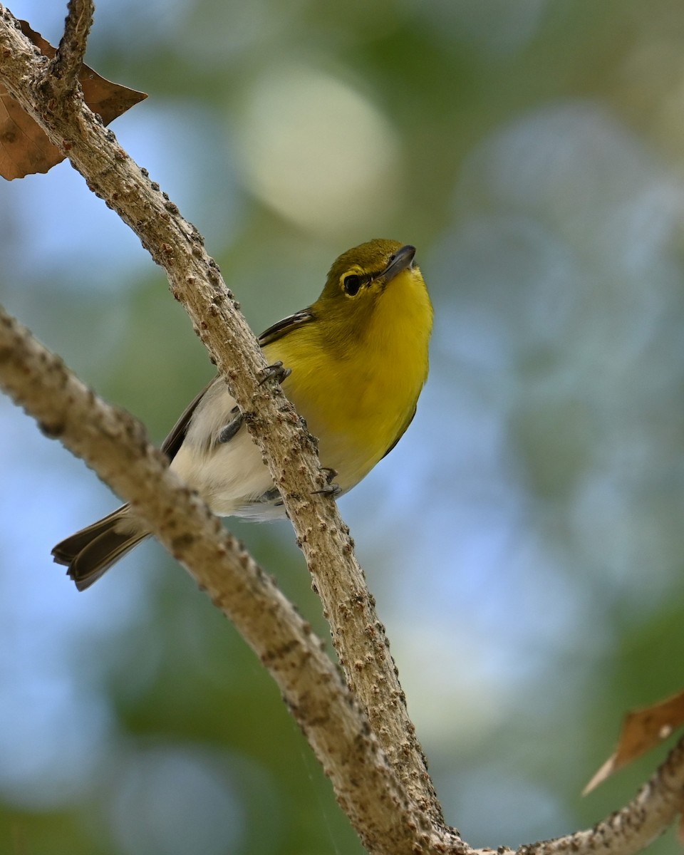Yellow-throated Vireo - ML647167366