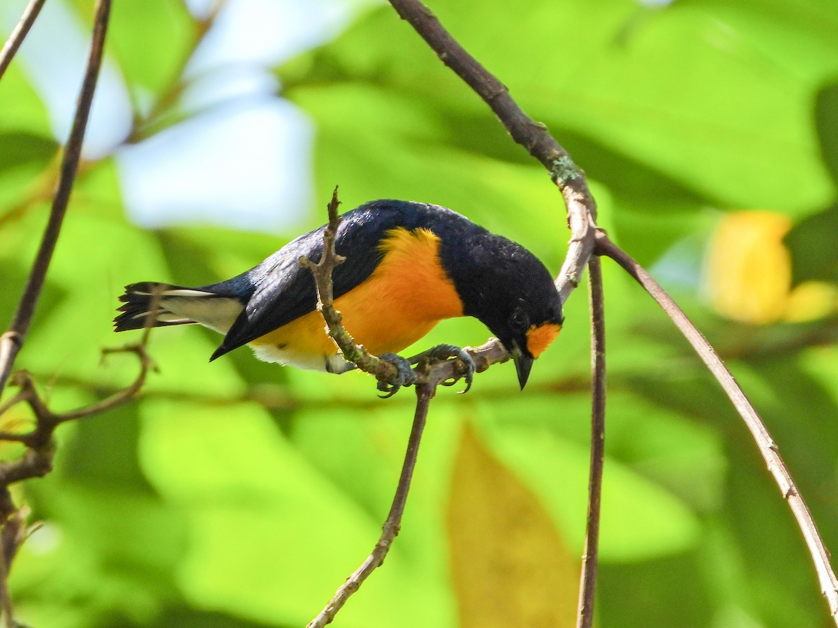 White-vented Euphonia - ML647167373