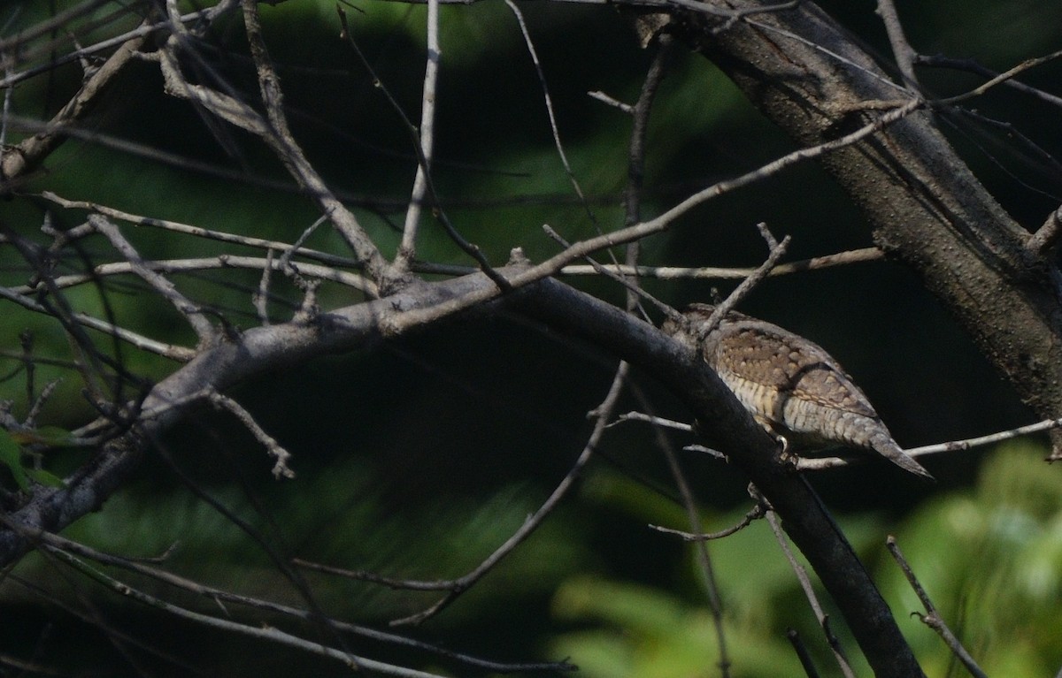 Вертишейка - ML647167380