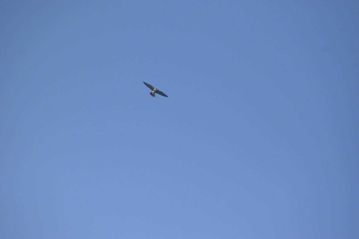 Сапсан (peregrinator) - ML647167382