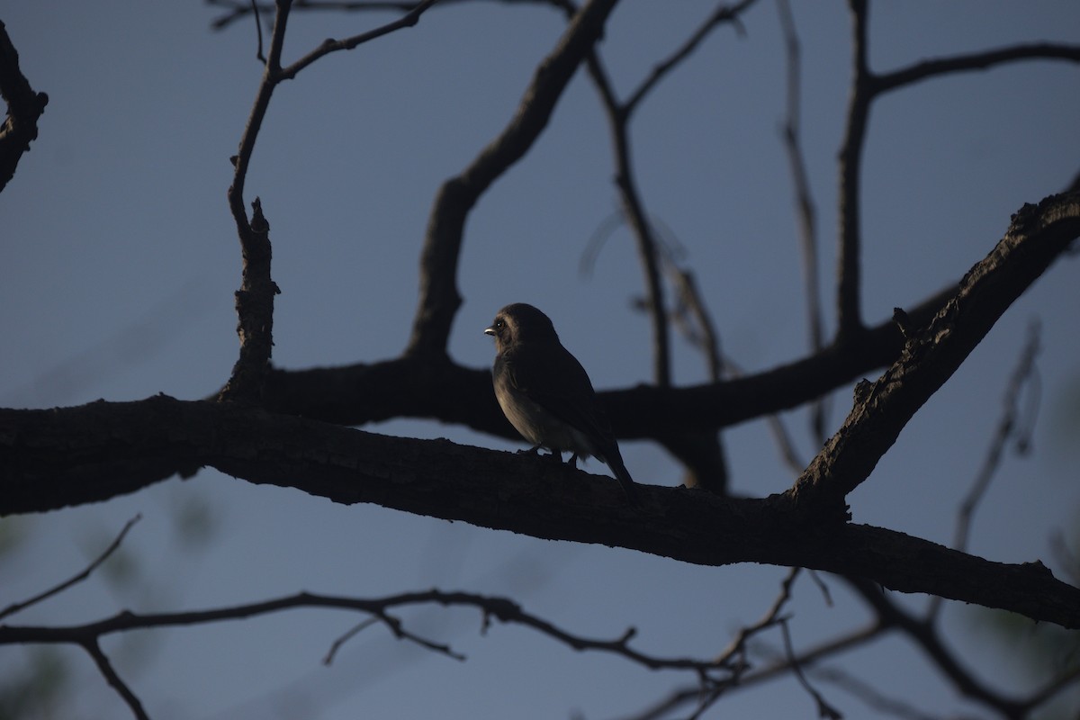 Белобровый личинколов - ML647167390