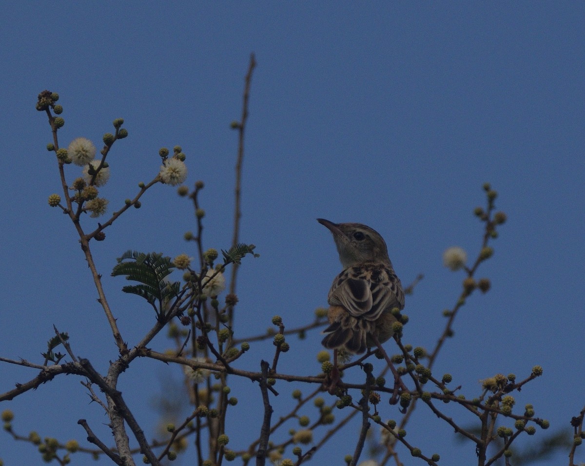 Золотистая цистикола - ML647167395