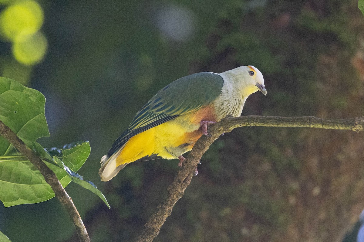 hvitkronefruktdue - ML647167396