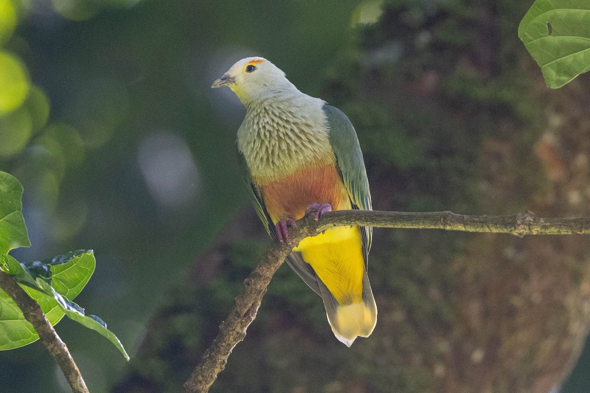 hvitkronefruktdue - ML647167397