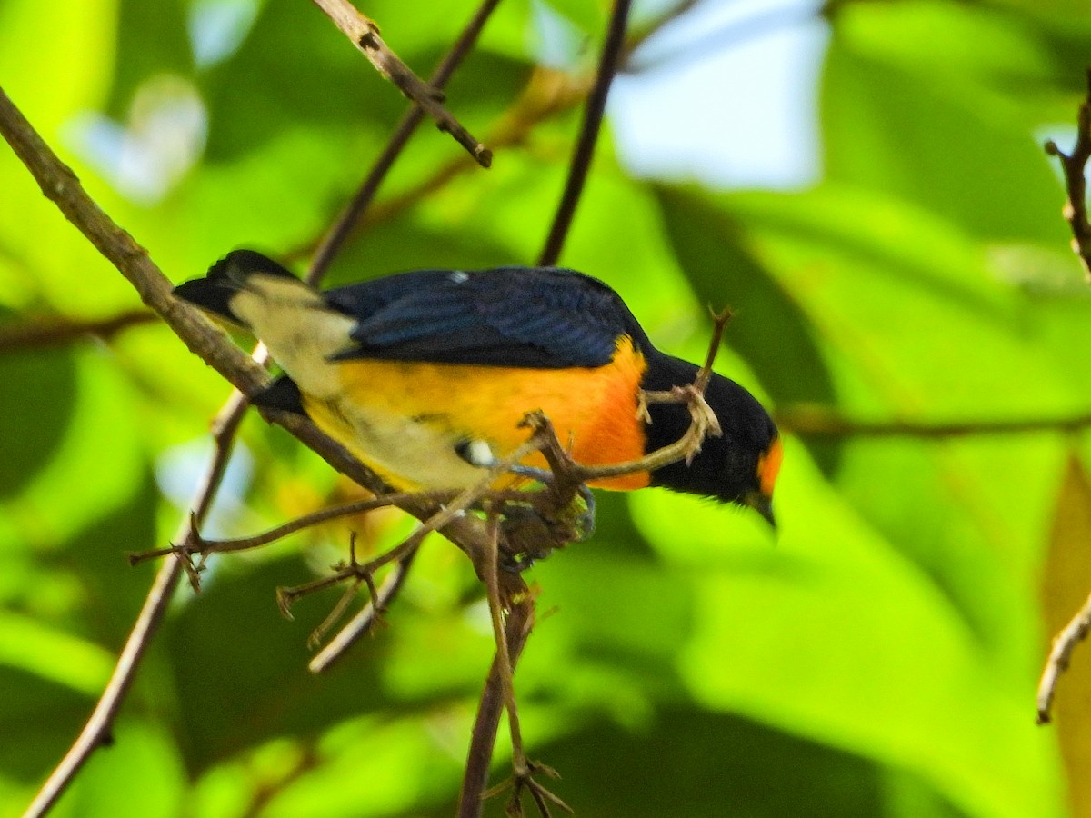 White-vented Euphonia - ML647167398