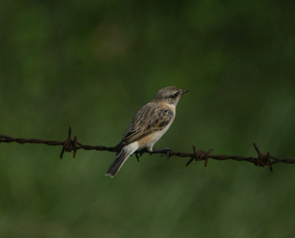 Siberian Stonechat - ML647167399