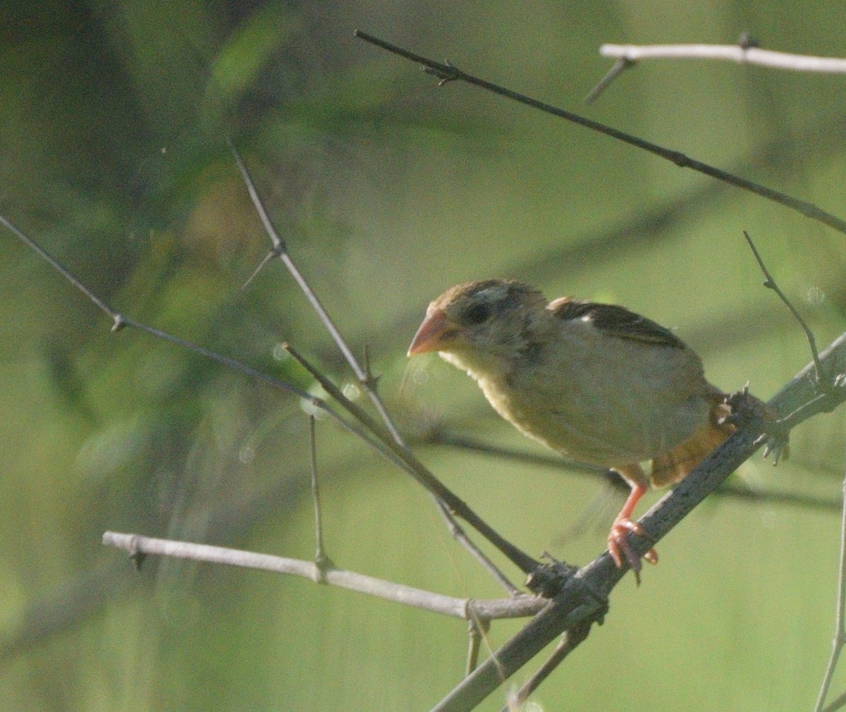 Ткач-байя - ML647167401