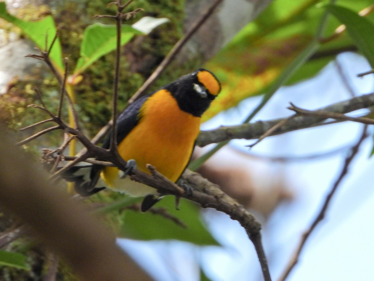 White-vented Euphonia - ML647167402