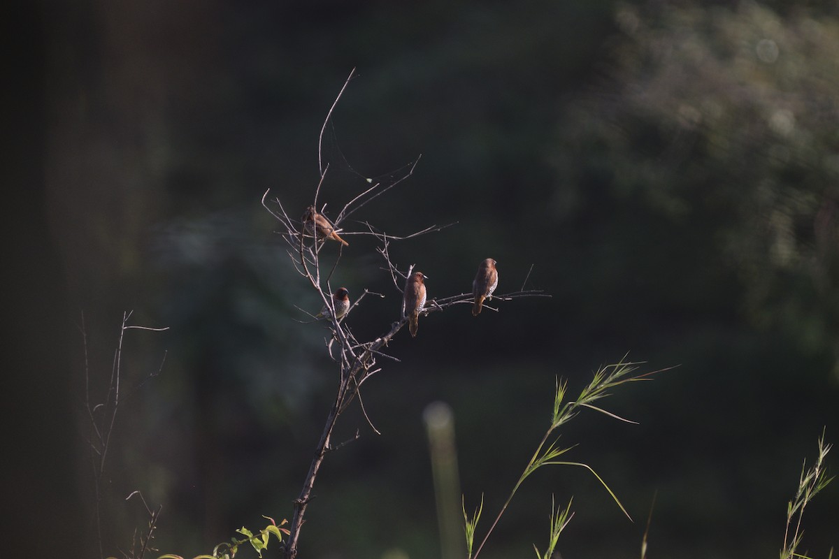 Чешуйчатая муния - ML647167404