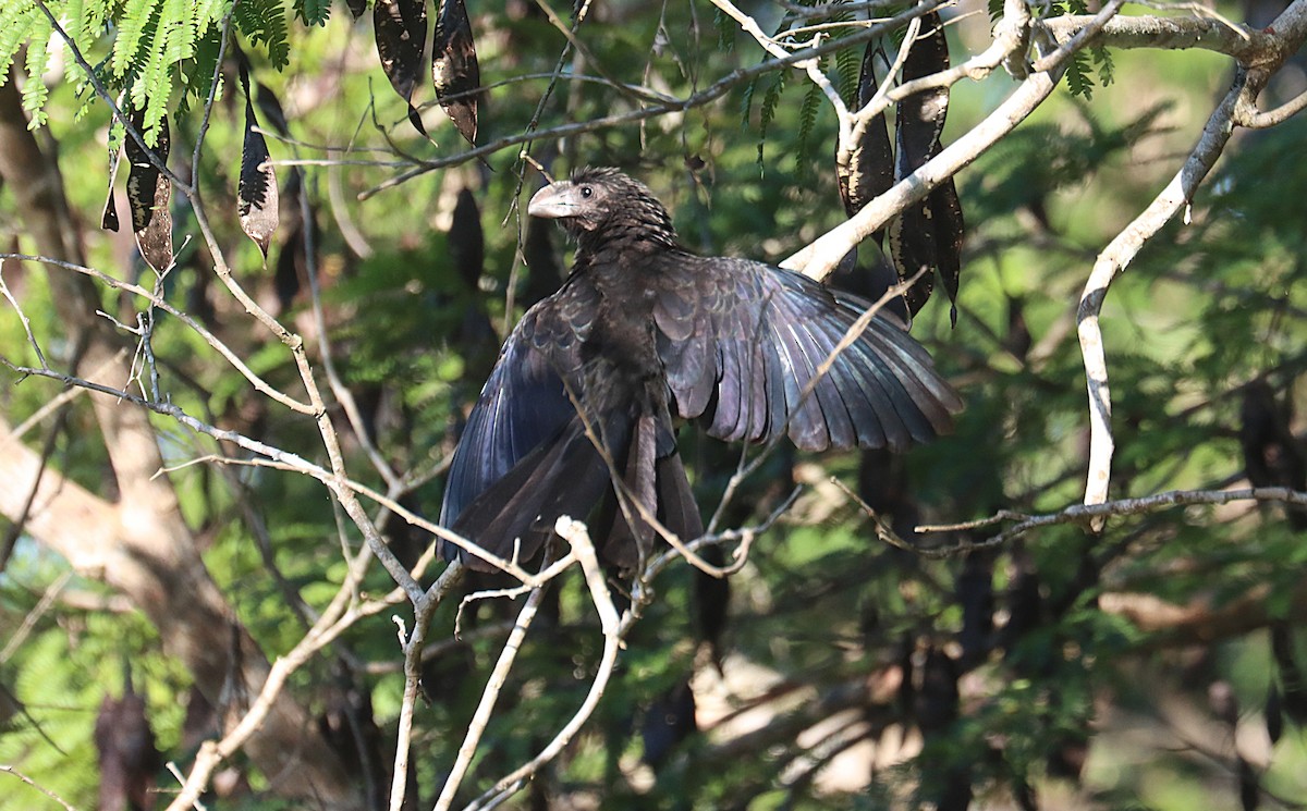 Smooth-billed Ani - ML647167405