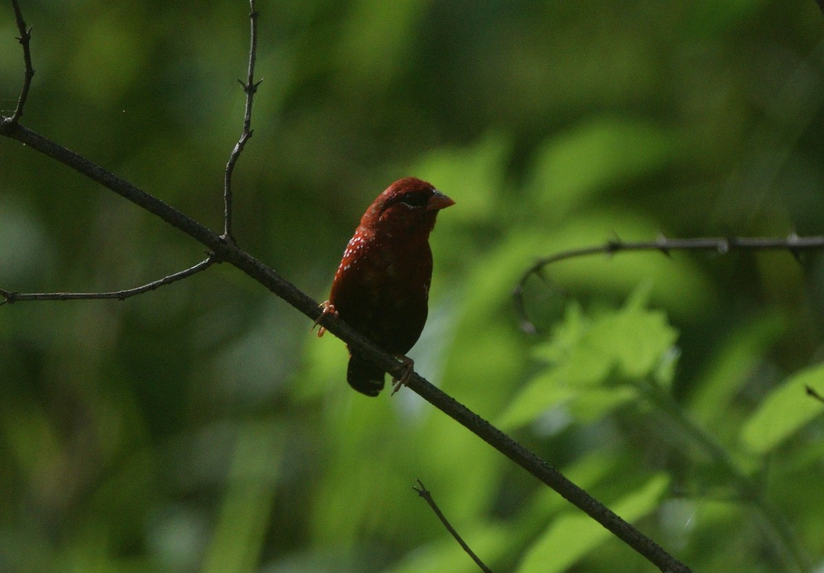 Тигровый астрильд - ML647167408